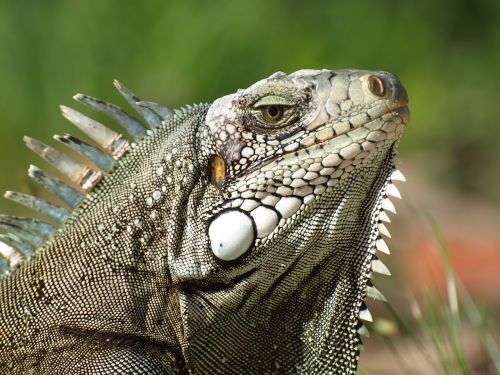 iguana the lizard gad