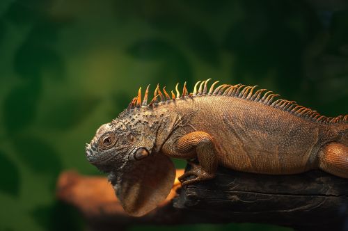 iguana zoo reptile