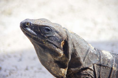 iguana reptile dinosaur