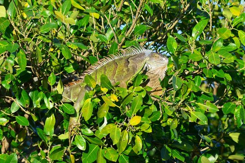 iguana  nature  tree