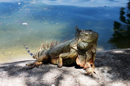 iguana  reptile
