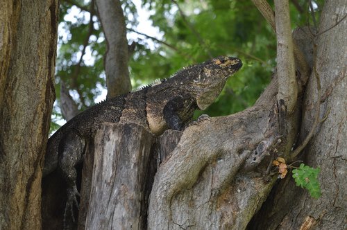 iguana  tree  wood