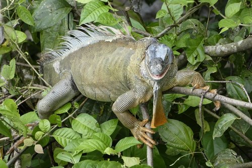 iguana  nature  tree