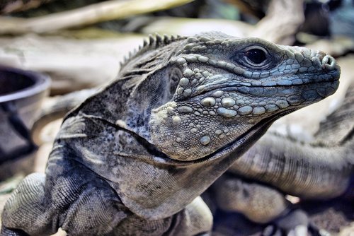 iguana  animal  nature