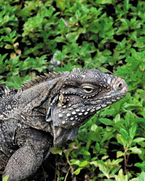 iguana  lizard  dragon