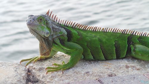 iguana  reptile  nature