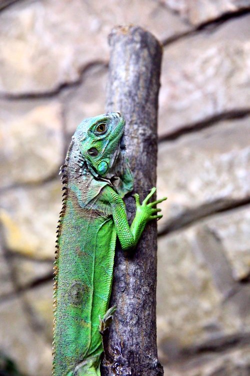 iguana  green iguana  post