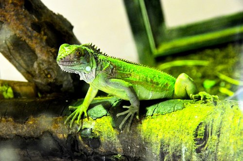 iguana  reptile  green