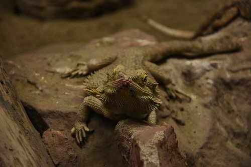 iguana  reptile  lizard