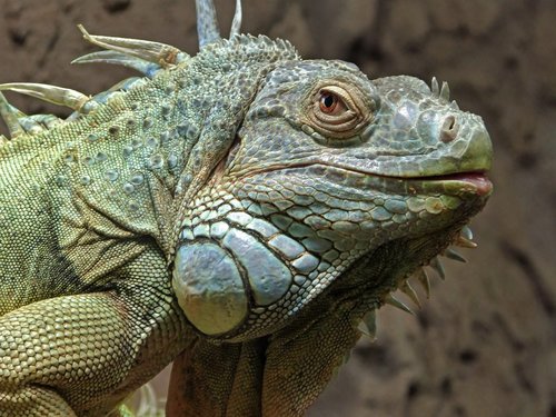 iguana  zoo  reptile