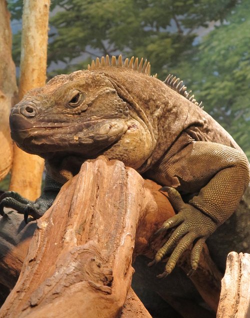 iguana  jamaican  reptile