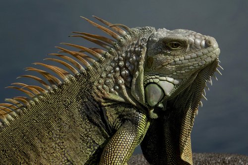 iguana  lizard  reptile