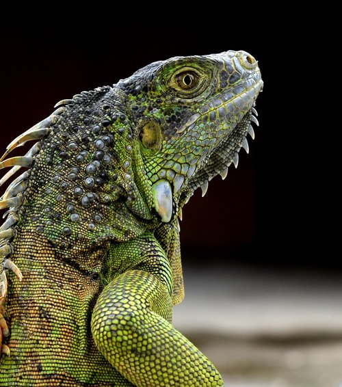 iguana  green iguana  reptile