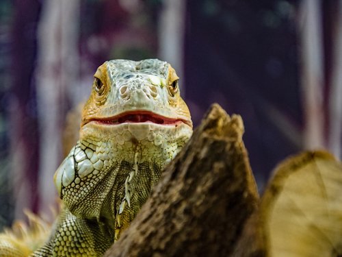 iguana  reptile  scale