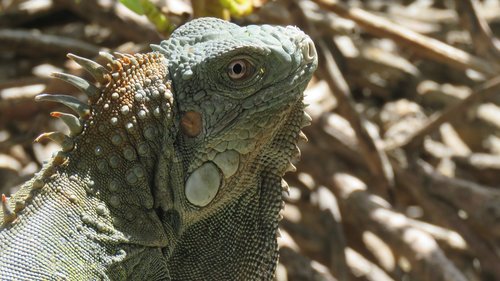 iguana  reptile  animals