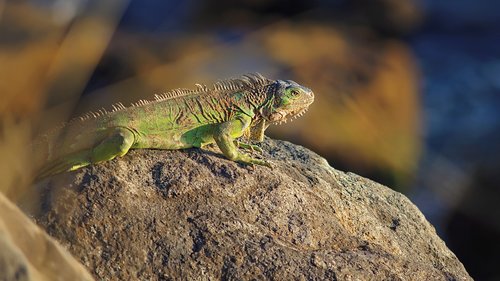 iguana  reptile  dinosaur