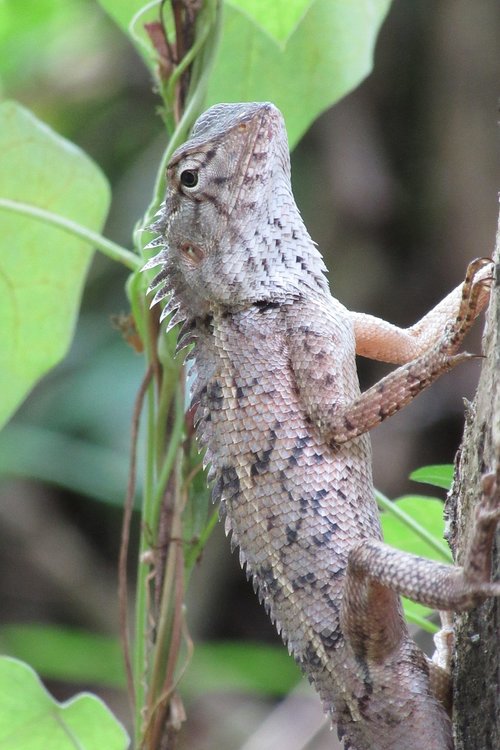 iguana  reptile  lizard