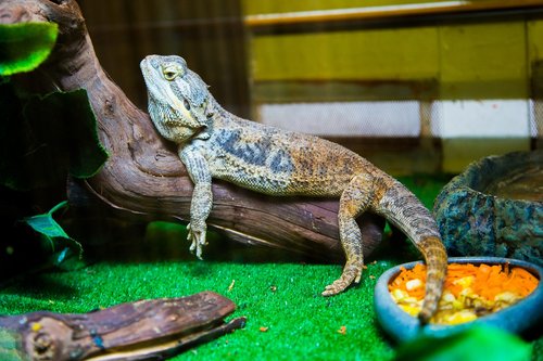 iguana  lizard  reptile