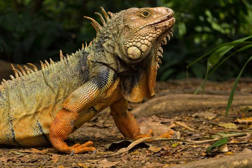 iguana  medellin  colombia