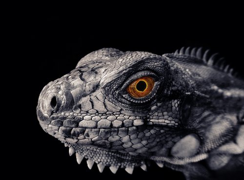 iguana  reptile  scales