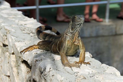 iguana  herbivorous  lizards