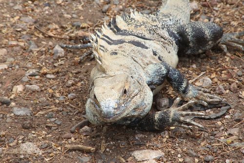 iguana  lizard  animal
