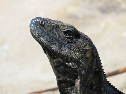 iguana  reptile  lizard