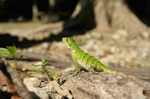 iguana  animal  lizard