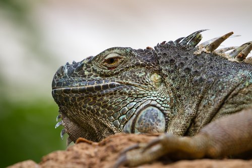 iguana  reptile  fauna