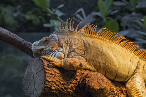 iguana  zoo  paris