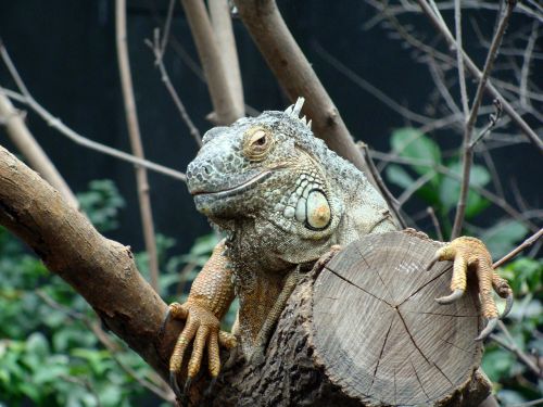 iguana head close up
