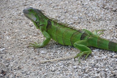 iguana green animal world