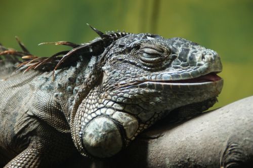iguana nap relaxed