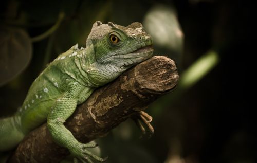 iguana lizard reptile