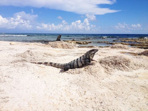 iguana animal reptile