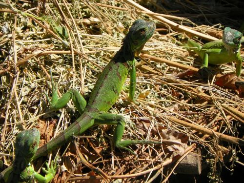 iguana nature reptile