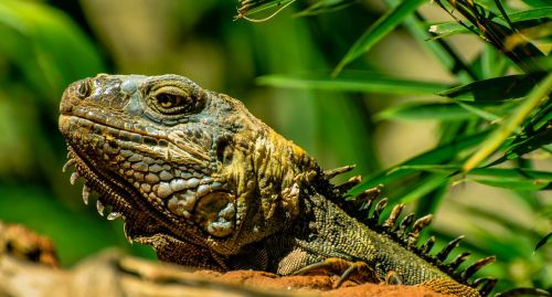 iguana animals animal world