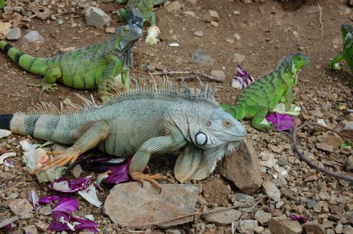 iguana reptile green