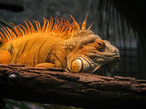 iguana animal dragon