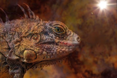 iguana dragon animal