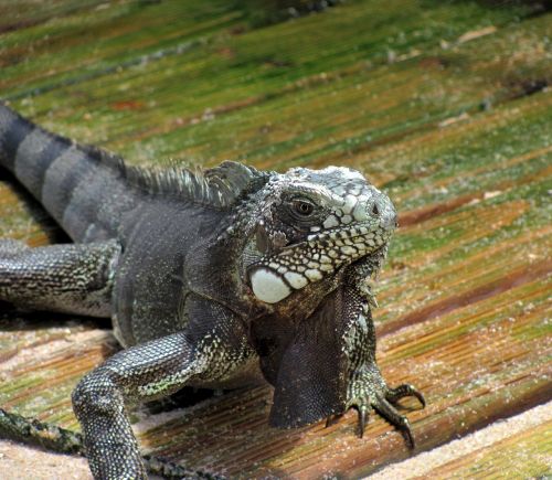 iguana lizard animal