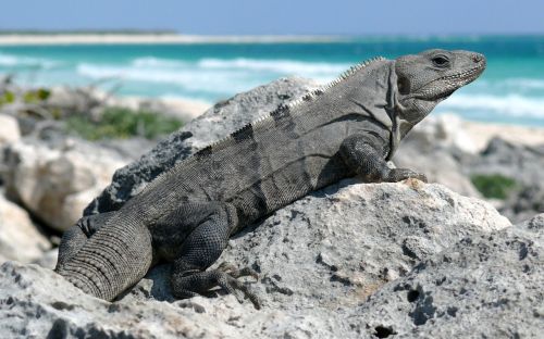 iguana black spiny