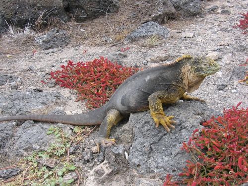 iguana galapagos beach