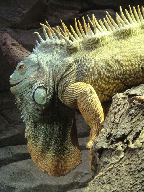 iguana reptile wildlife