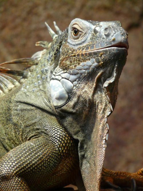 iguana green lizard