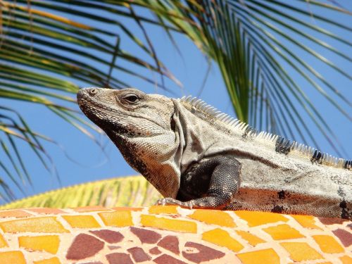 iguana mexico palm