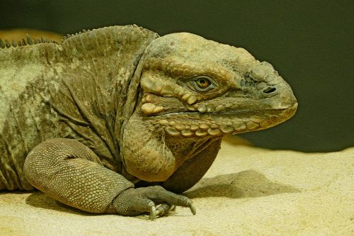 iguana lizard reptile