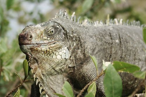 iguana animal reptile