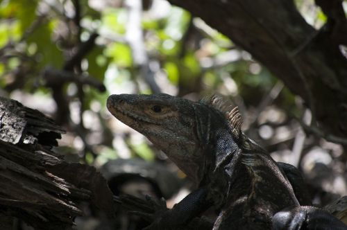 iguana forest amphibian