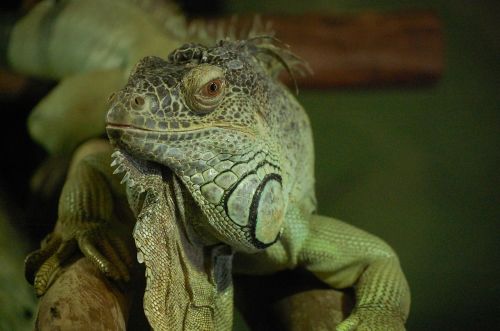 iguana animal green